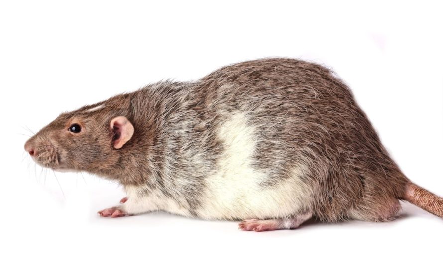 Relentless Rats: A Growing Urban Menace